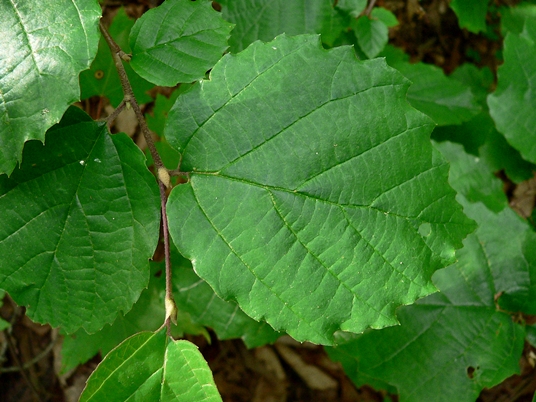 {Fothergilla major}